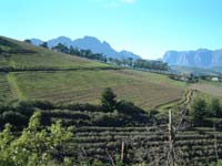 KapVino Vineyard