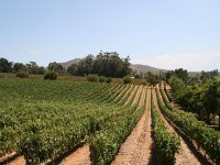 Grapevines at KapVino vineyard