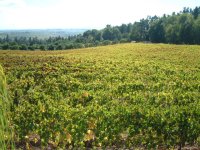 KapVino Grapevines
