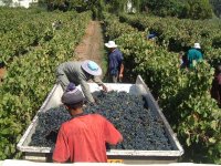 KapVino vintage 2007
