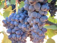 Shiraz grapes at the vineyard of KapVino in Stellenbosch