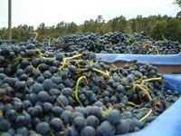 Shiraz grapes from the vineyard of KapVino