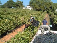 Shiraz Grapes Vintage 2007